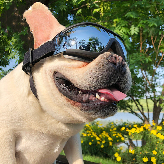 Pet Sunglasses Dog Windproof